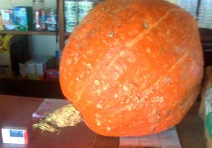 Enorme pampoen vir BBos Basaar